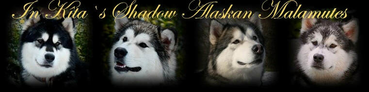In K&icirc;ta's Shadow Alaskan Malamutes